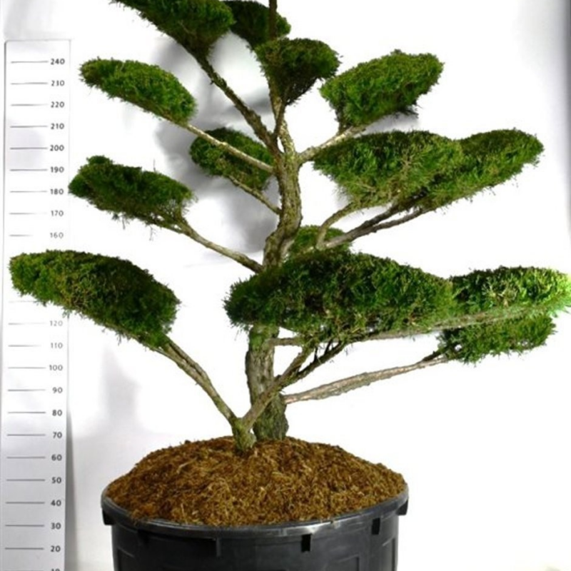 Juniperus pfitzeriana 'Mint Julep'