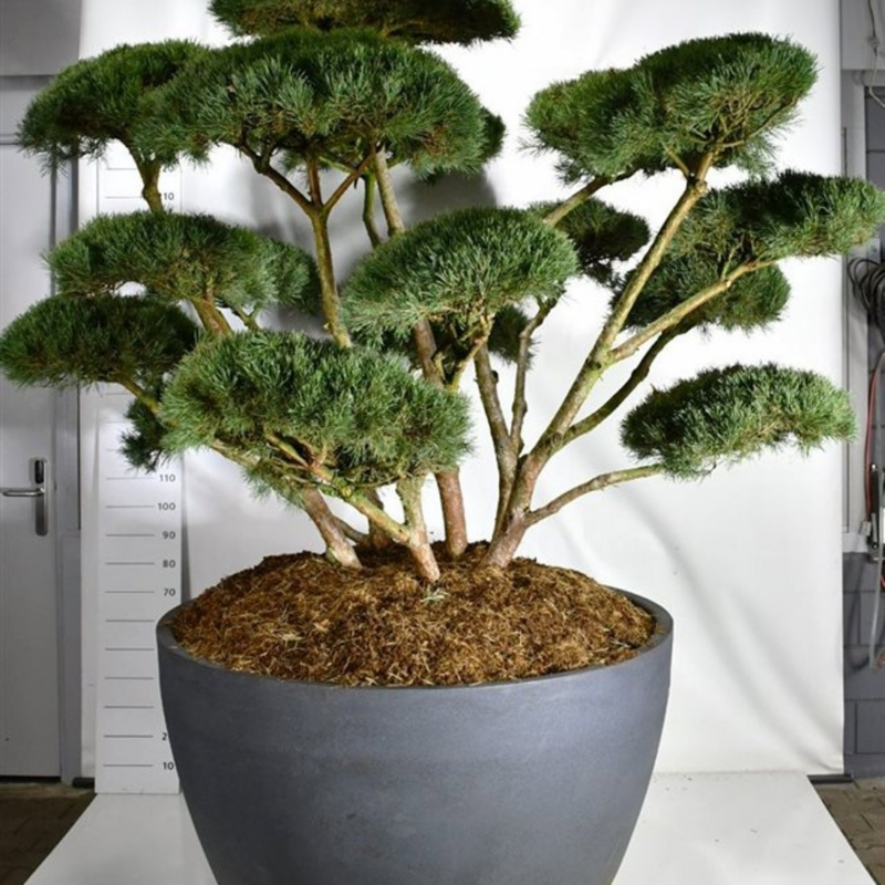 Pinus sylvestris 'Watereri'