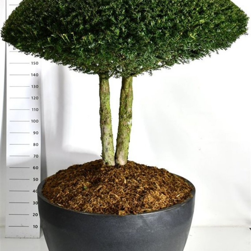 Taxus baccata