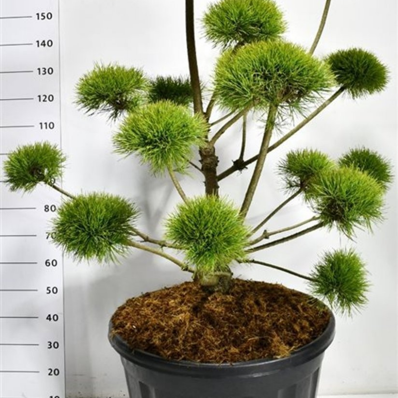 Pinus sylvestris 'Norske Typ'
