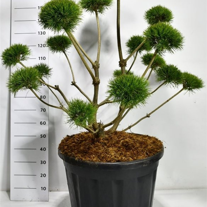 Pinus sylvestris 'Norske Typ'