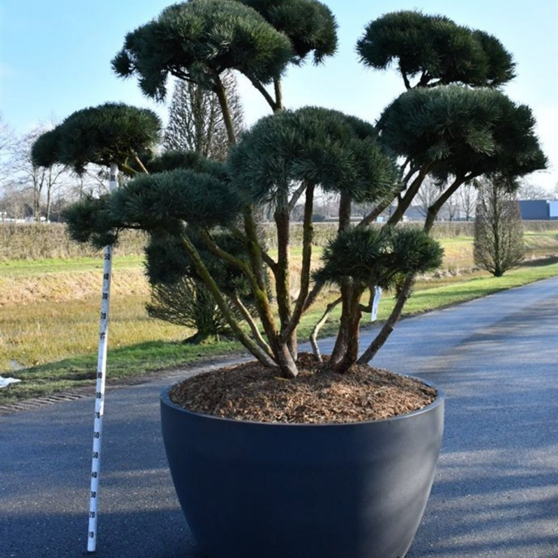 Pinus sylvestris 'Watereri'