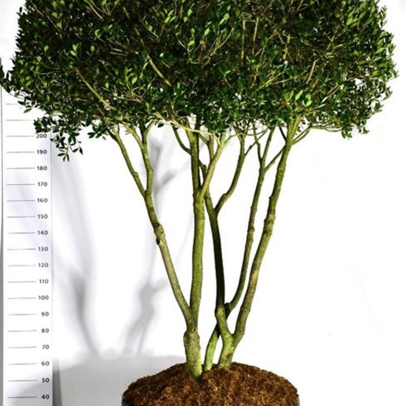 Osmanthus heterophyllus