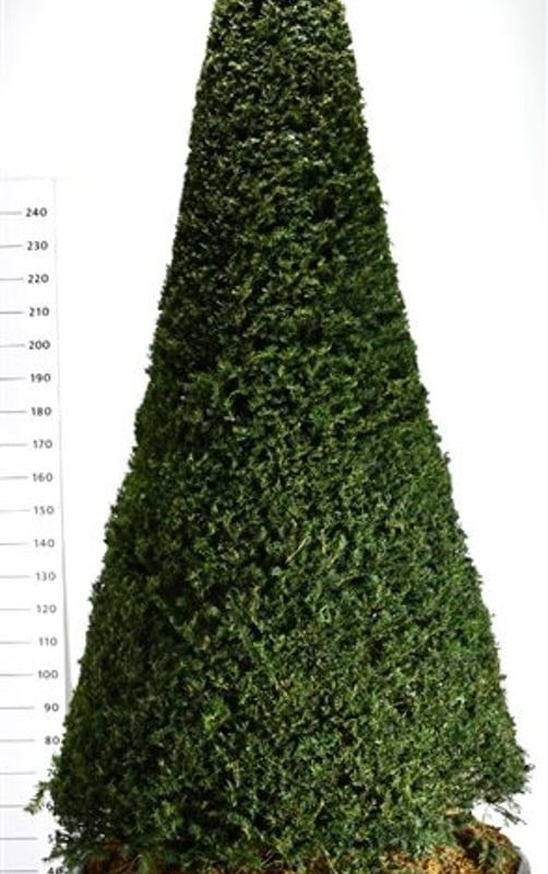 Taxus baccata