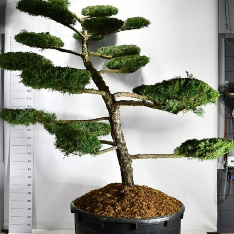 Juniperus pfitzeriana 'Hetzii'