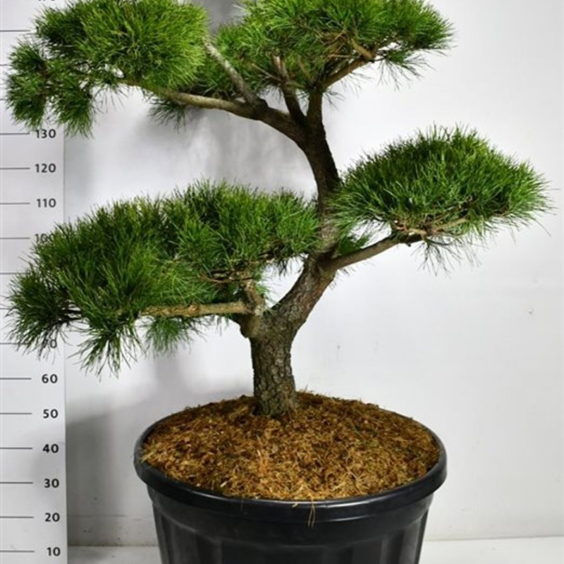 Pinus contorta