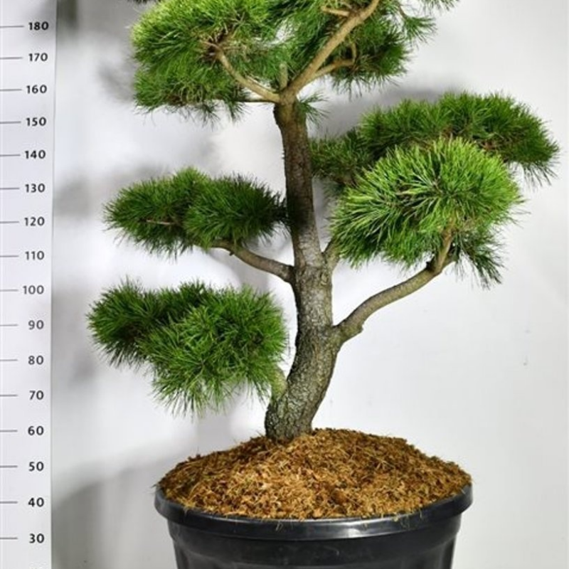 Pinus contorta