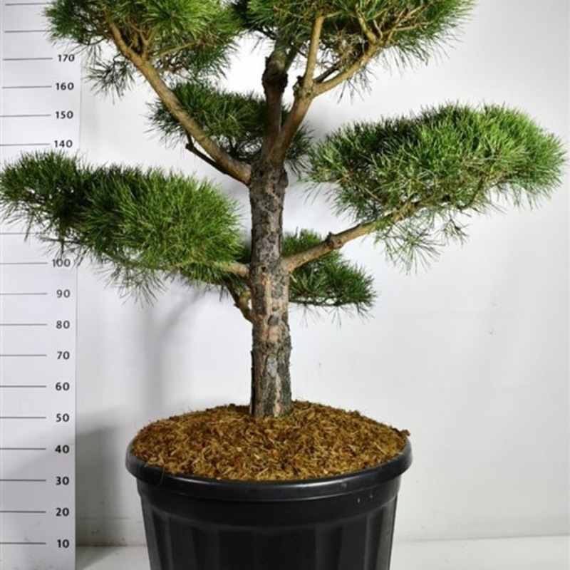 Pinus sylvestris