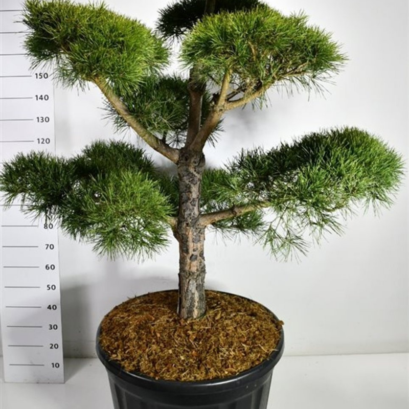 Pinus sylvestris