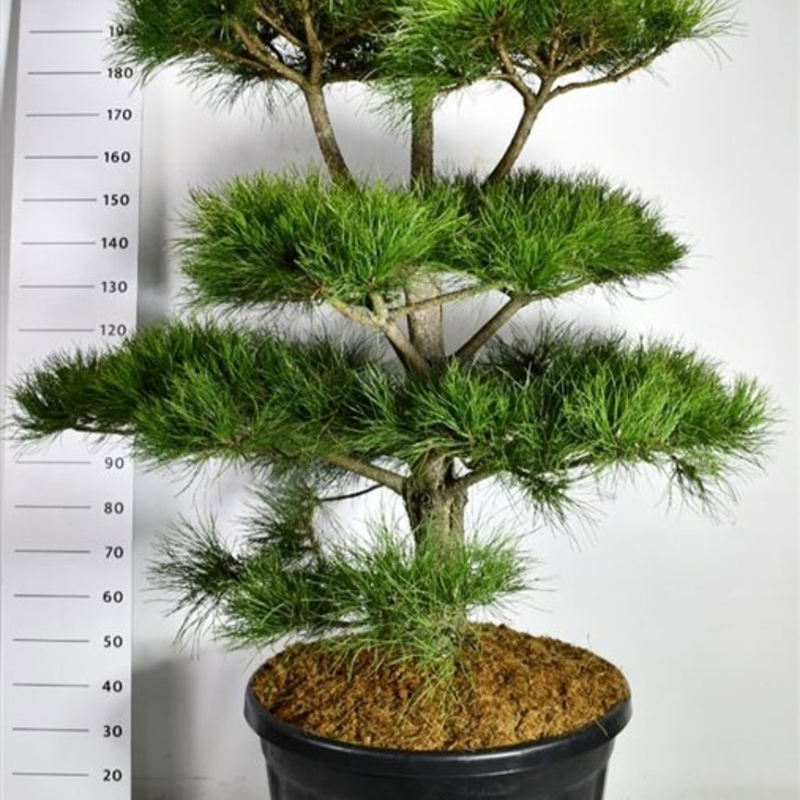 Pinus nigra subsp. nigra