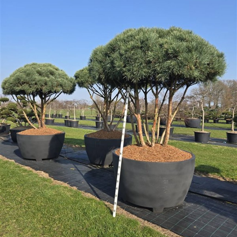 Pinus sylvestris 'Watereri'