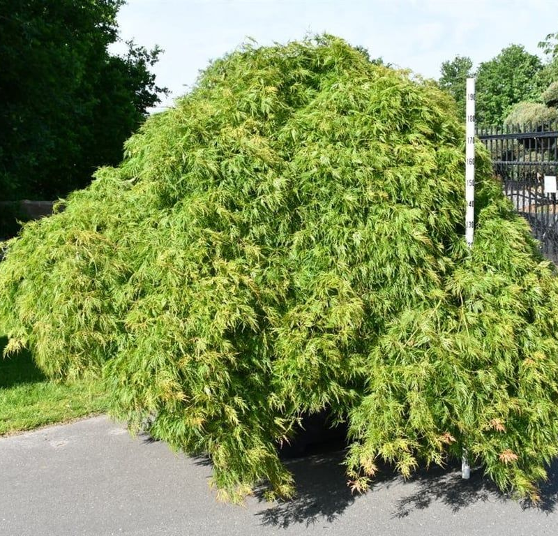 Acer palmatum 'Green Lace'