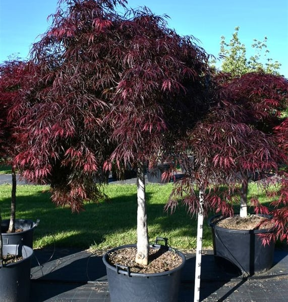 Acer palmatum 'Inaba-shidare'