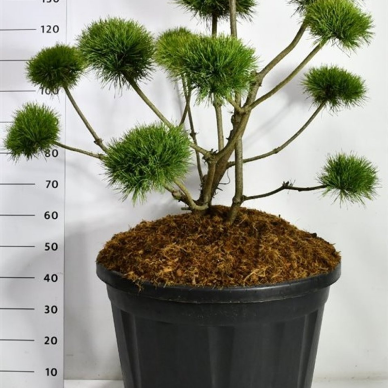 Pinus sylv. 'Norske Typ'