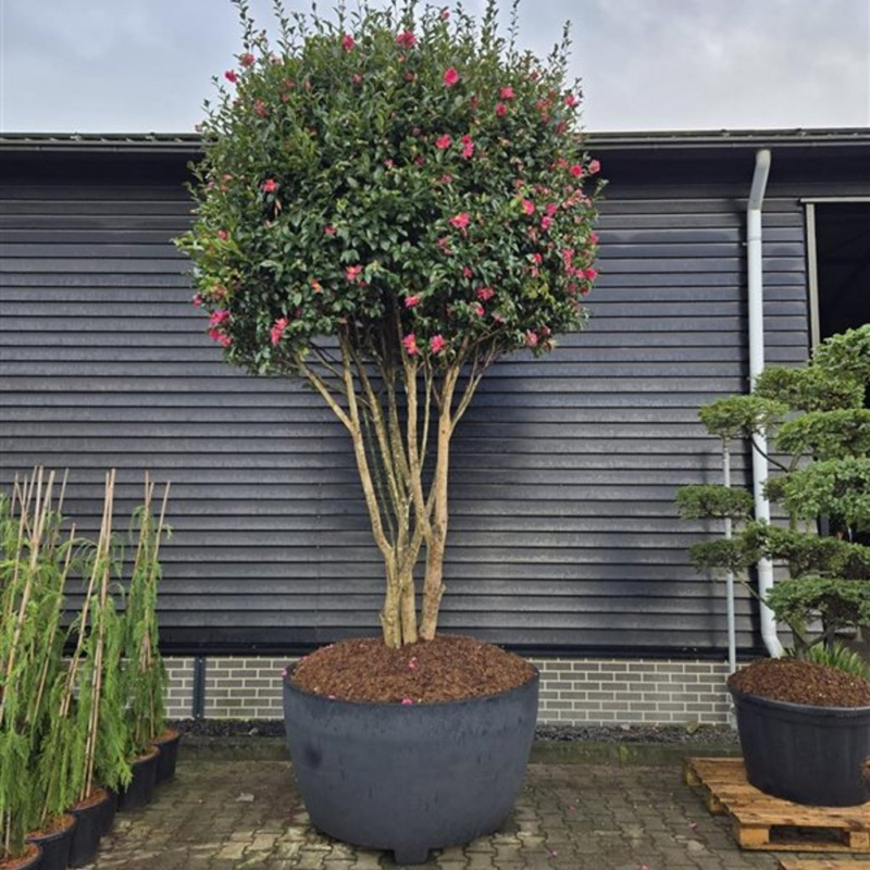 Camellia sasanqua 'Kanjiro'