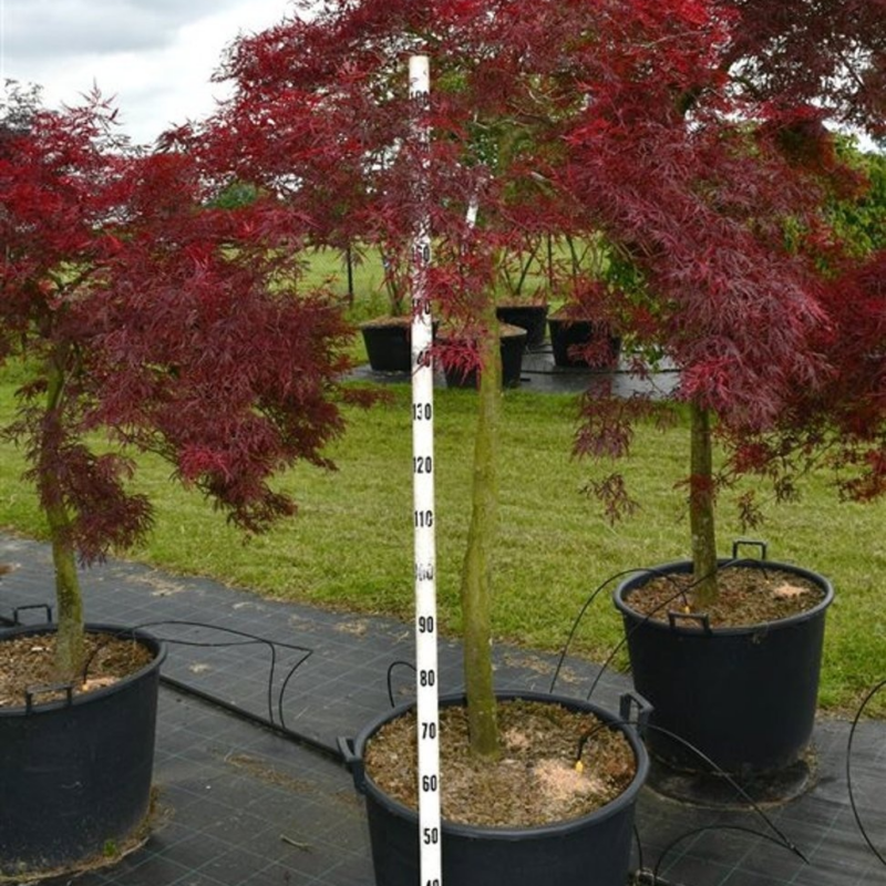 Acer palmatum 'Stella Rossa'