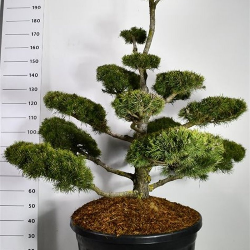Pinus mugo 'Gnom'