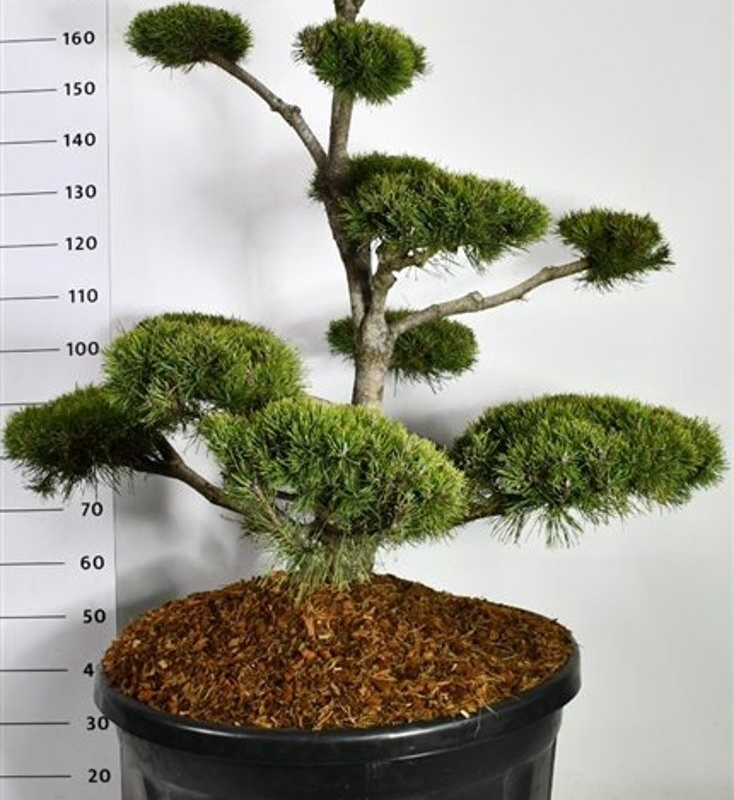 Pinus mugo subsp. mugo