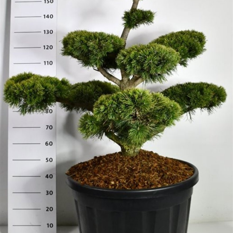 Pinus mugo subsp. mugo