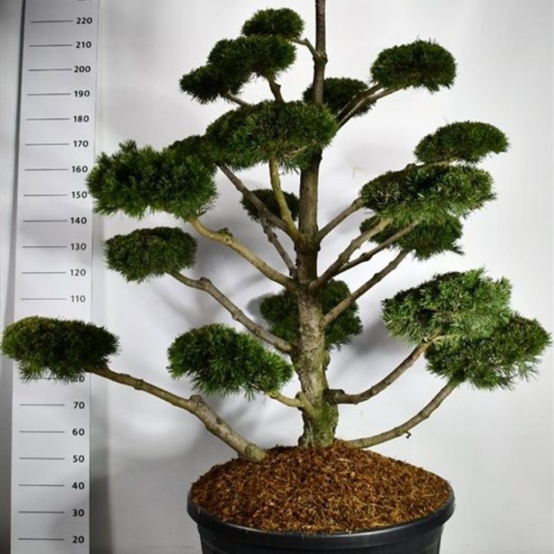 Pinus mugo 'Gnom'