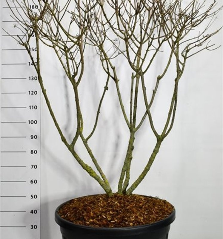 Hydrangea paniculata 'Polar Bear'