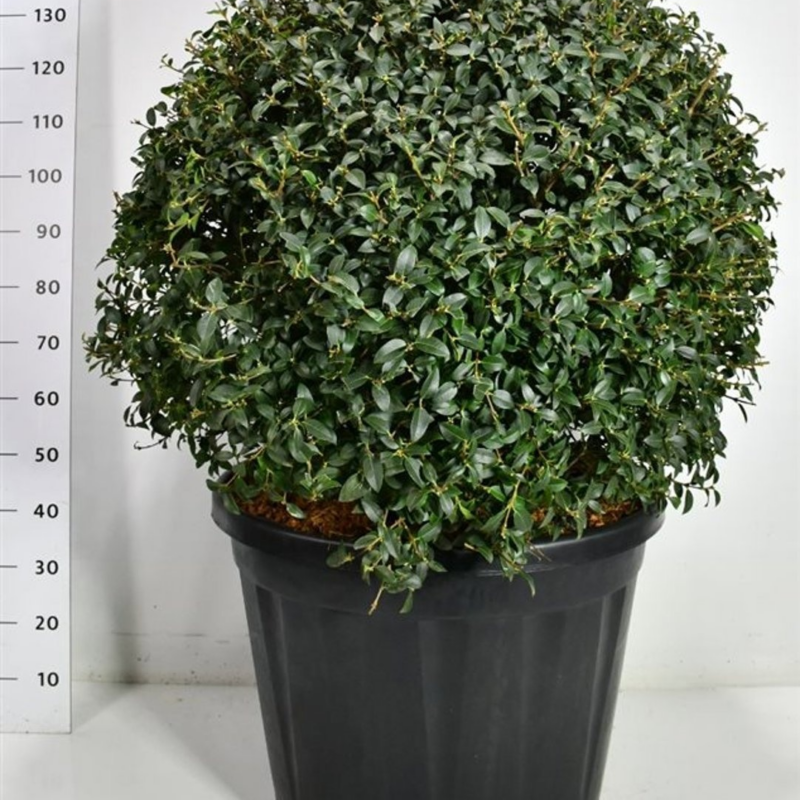 Osmanthus x burkwoodii