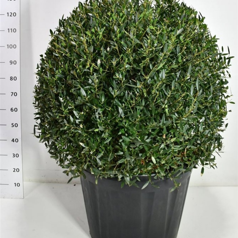 Phillyrea angustifolia