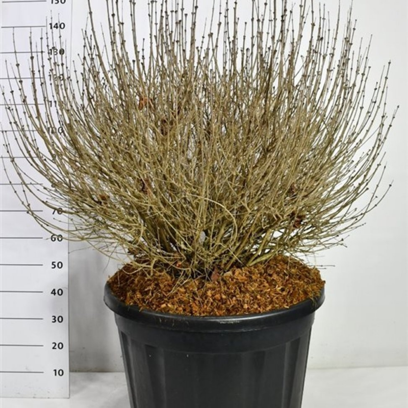 Syringa meyeri 'Palibin'