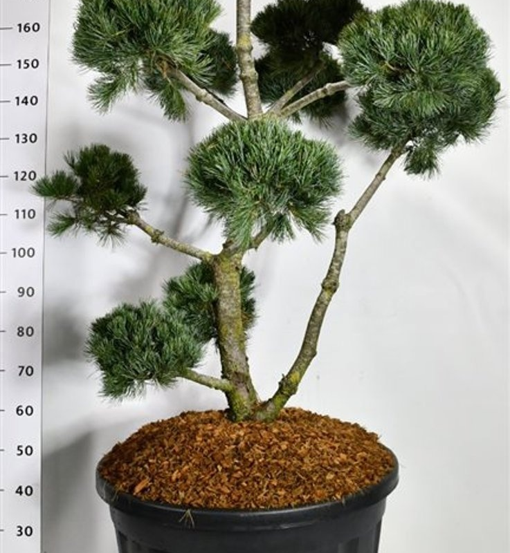 Pinus parviflora 'Negishi'