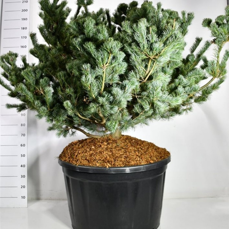 Pinus parviflora 'Negishi'