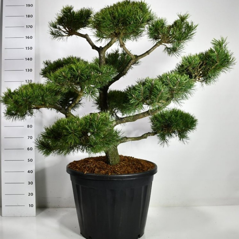 Pinus nigra