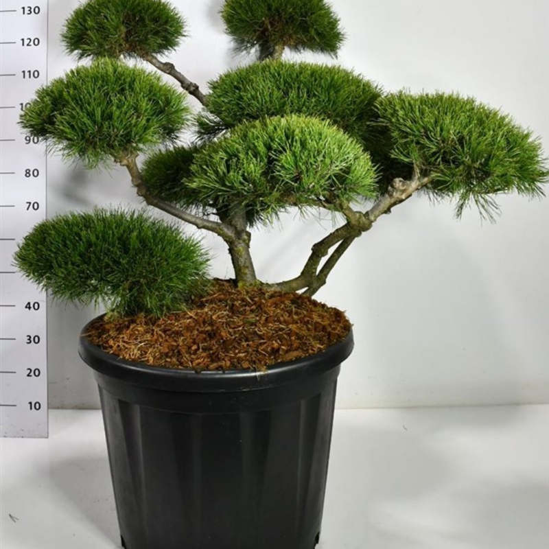 Pinus mugo 'Mughus'