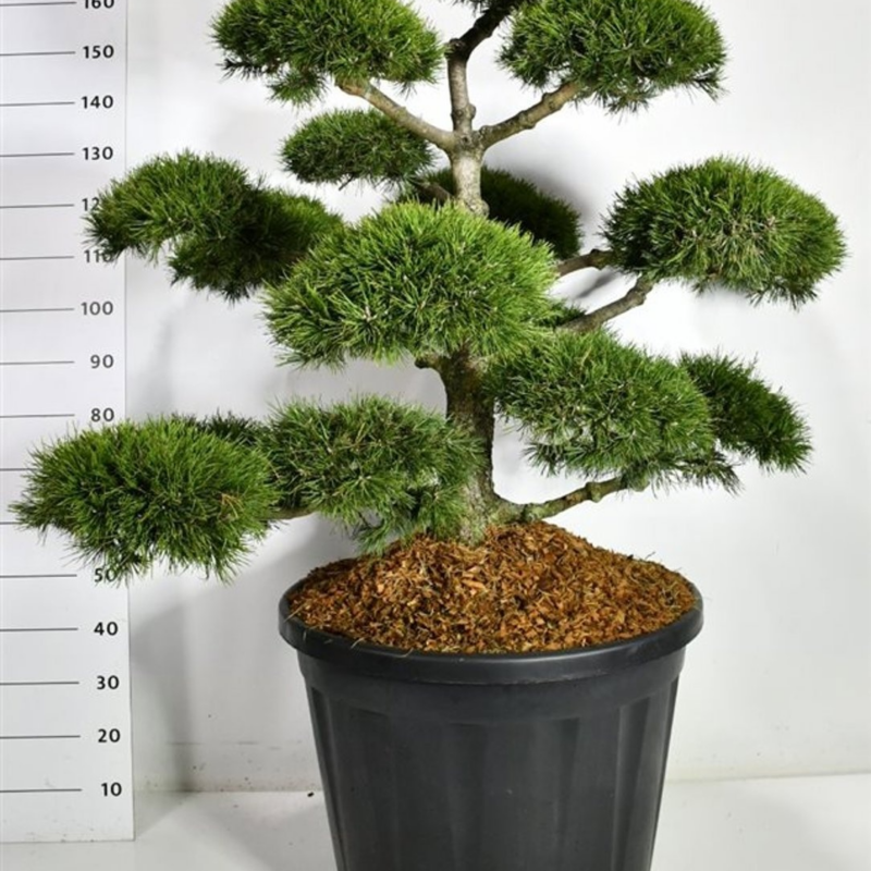Pinus mugo 'Mughus'