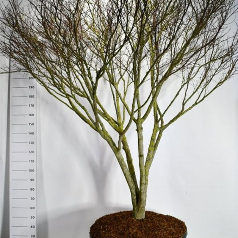 Acer palmatum 'Atropurpureum'