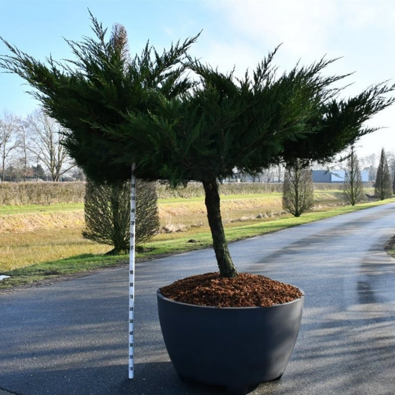 Juniperus x pfitzeriana 'Mint Julep'