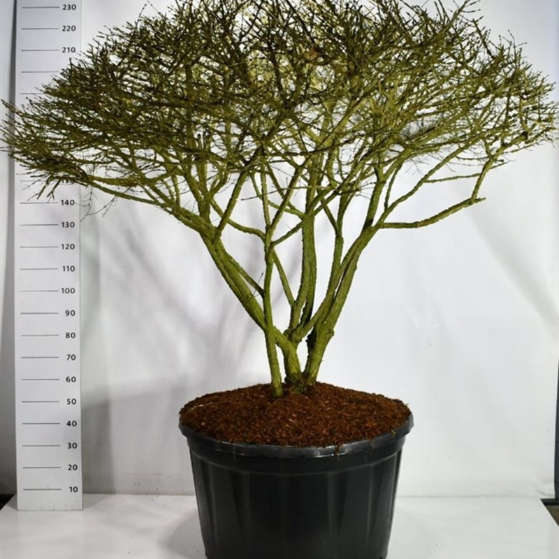 Euonymus alatus
