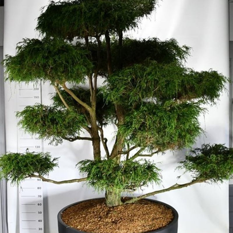 Chamaecyparis pisifera 'Filifera Nana'