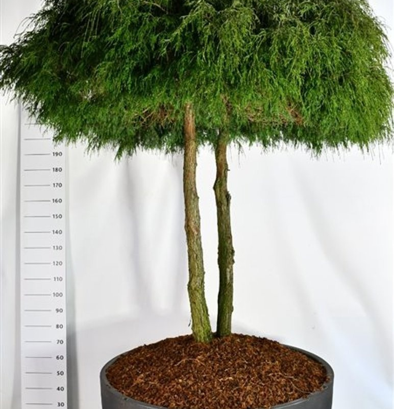 Chamaecyparis pisifera 'Filifera Nana'