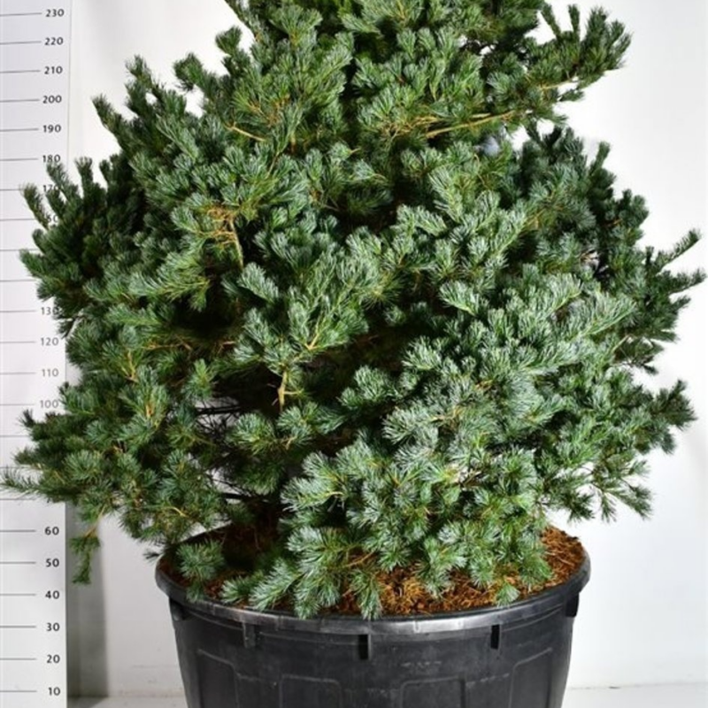 Pinus parviflora 'Negishi'