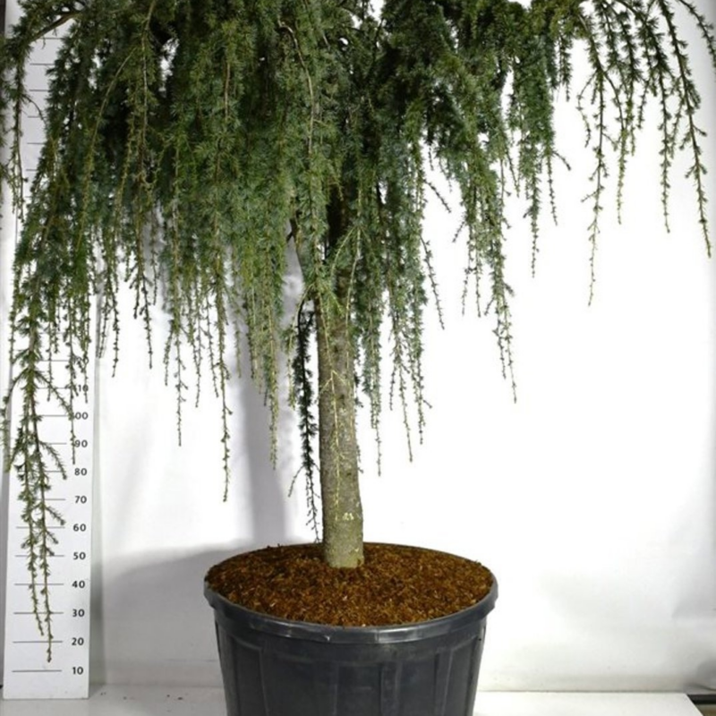 Cedrus atlantica 'Glauca Pendula'