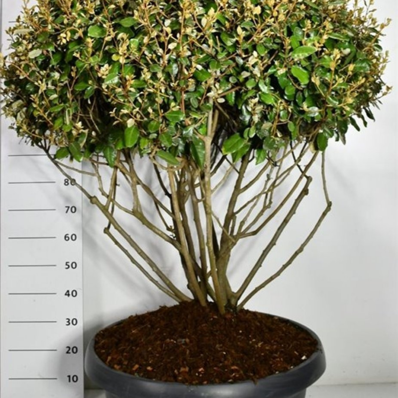 Elaeagnus x ebbingei