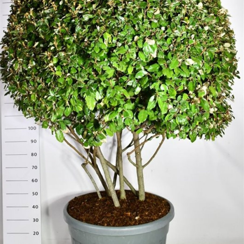 Elaeagnus x ebbingei