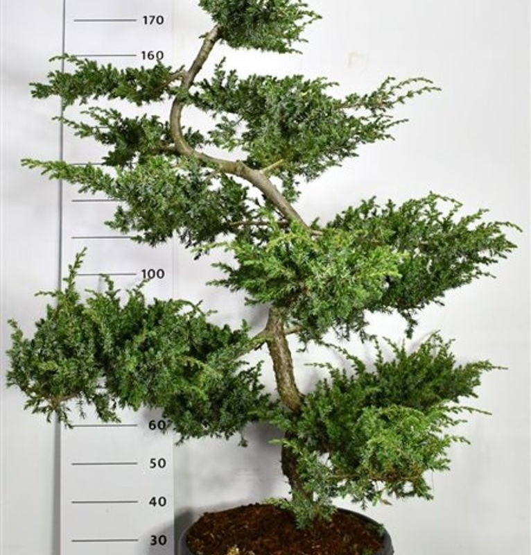 Juniperus conferta 'Schlager'