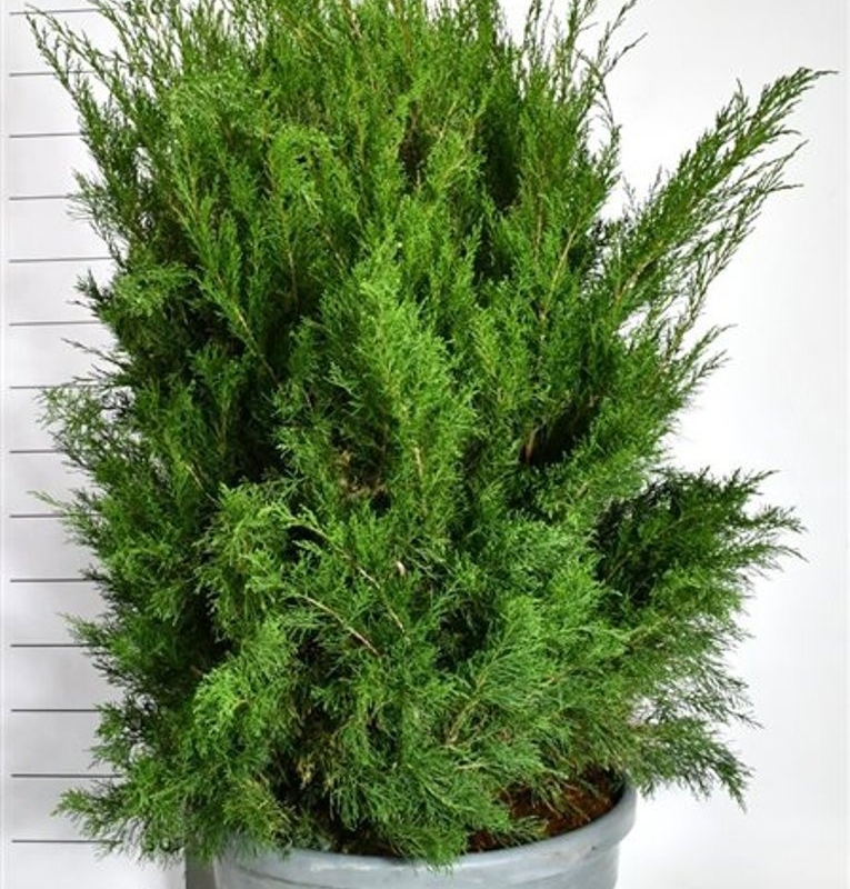 Juniperus pfitzeriana 'Mint Julep'
