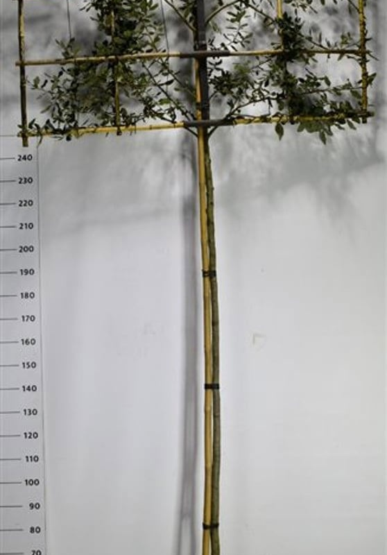 Quercus ilex